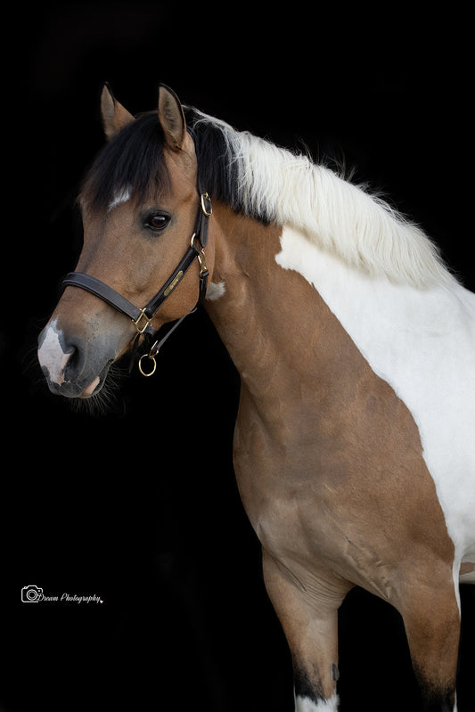 TiCi Minipaarden shetlander pony halster met naamplaatje