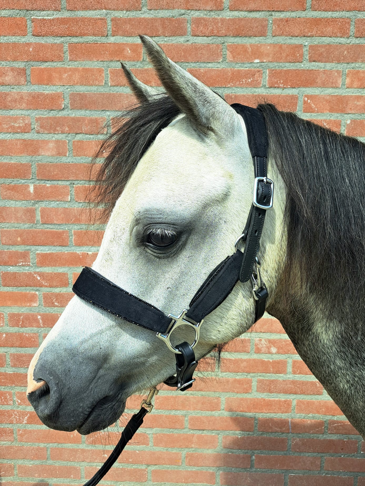 *HB Lederen halster 'Velvet'