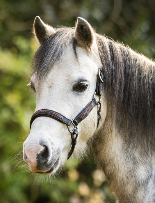 TiCi luxe lederen halster "Braided Black"