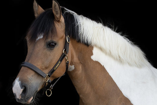 TiCi luxe anatomisch lederen halster "Bunga" met naamplaatje