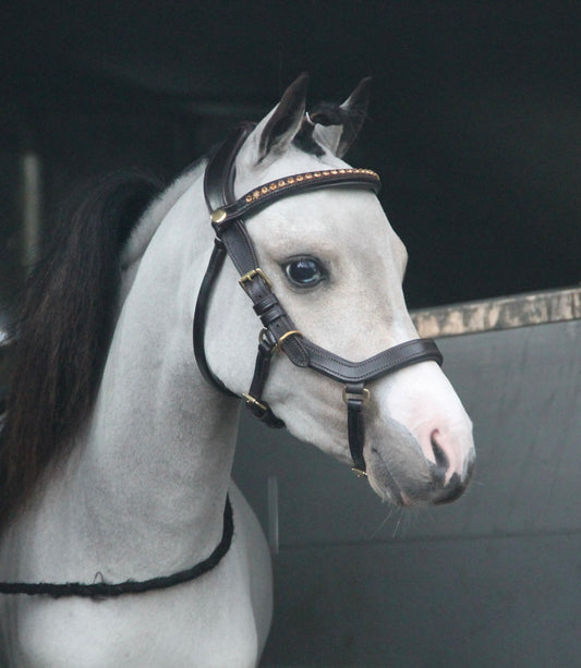 TiCi anatomisch hoofdstel "Dream"