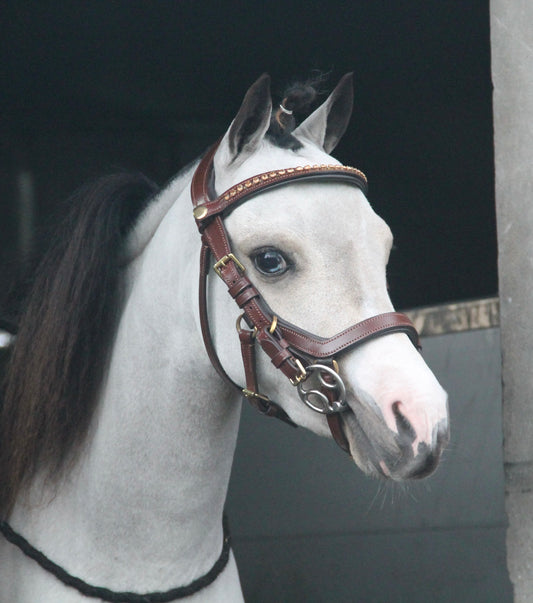 TiCi anatomical bridle "Dream"