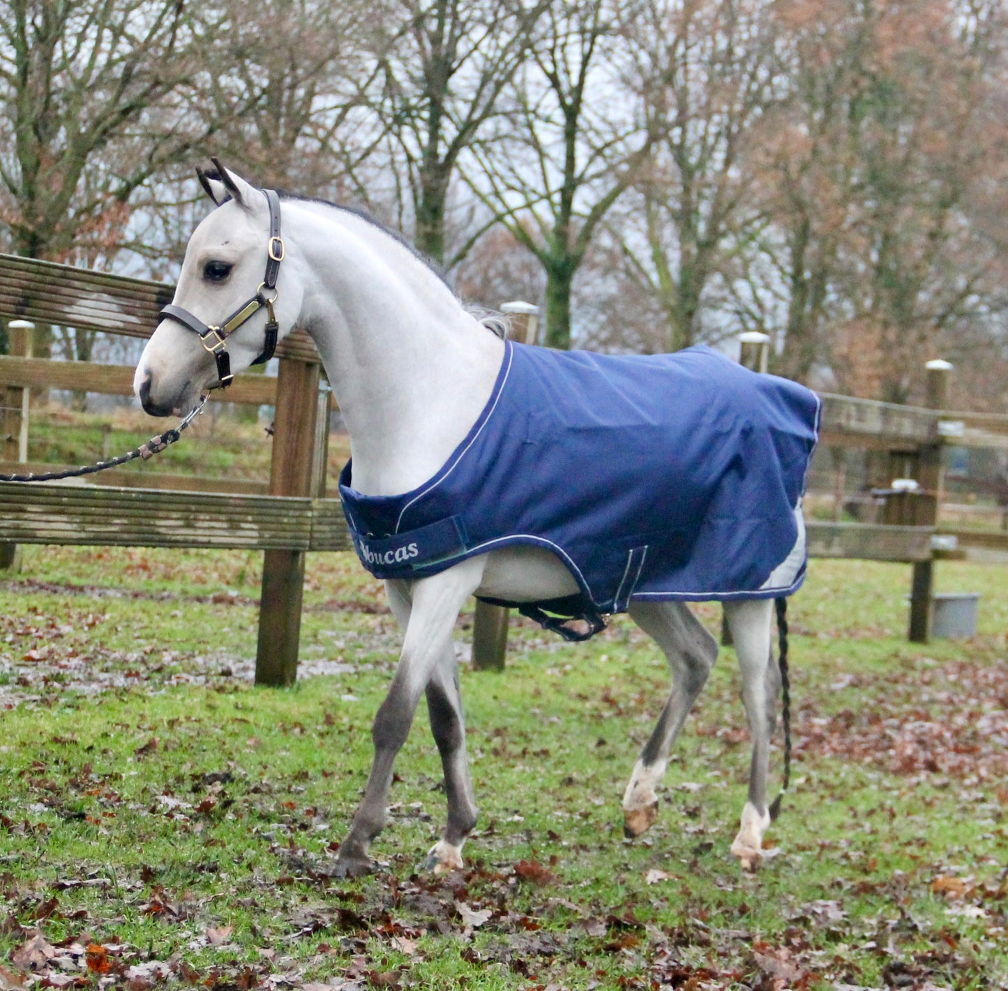 Bucas Walker Blanket Mini