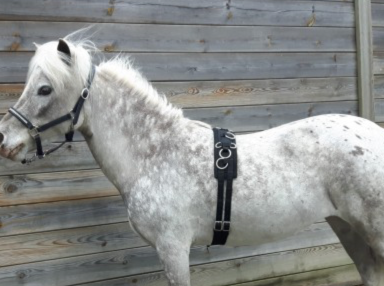 HB Longeersingel little