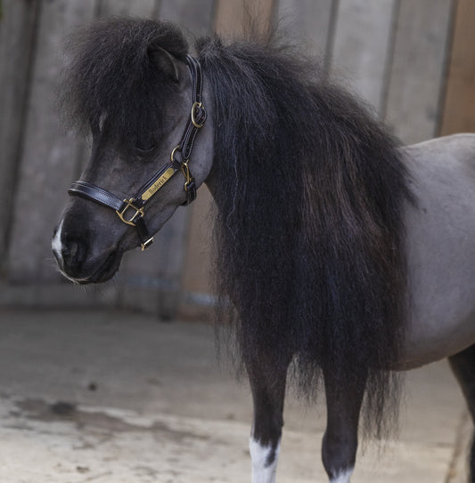 TiCi luxe lederen halster "Classy" met naamplaatje