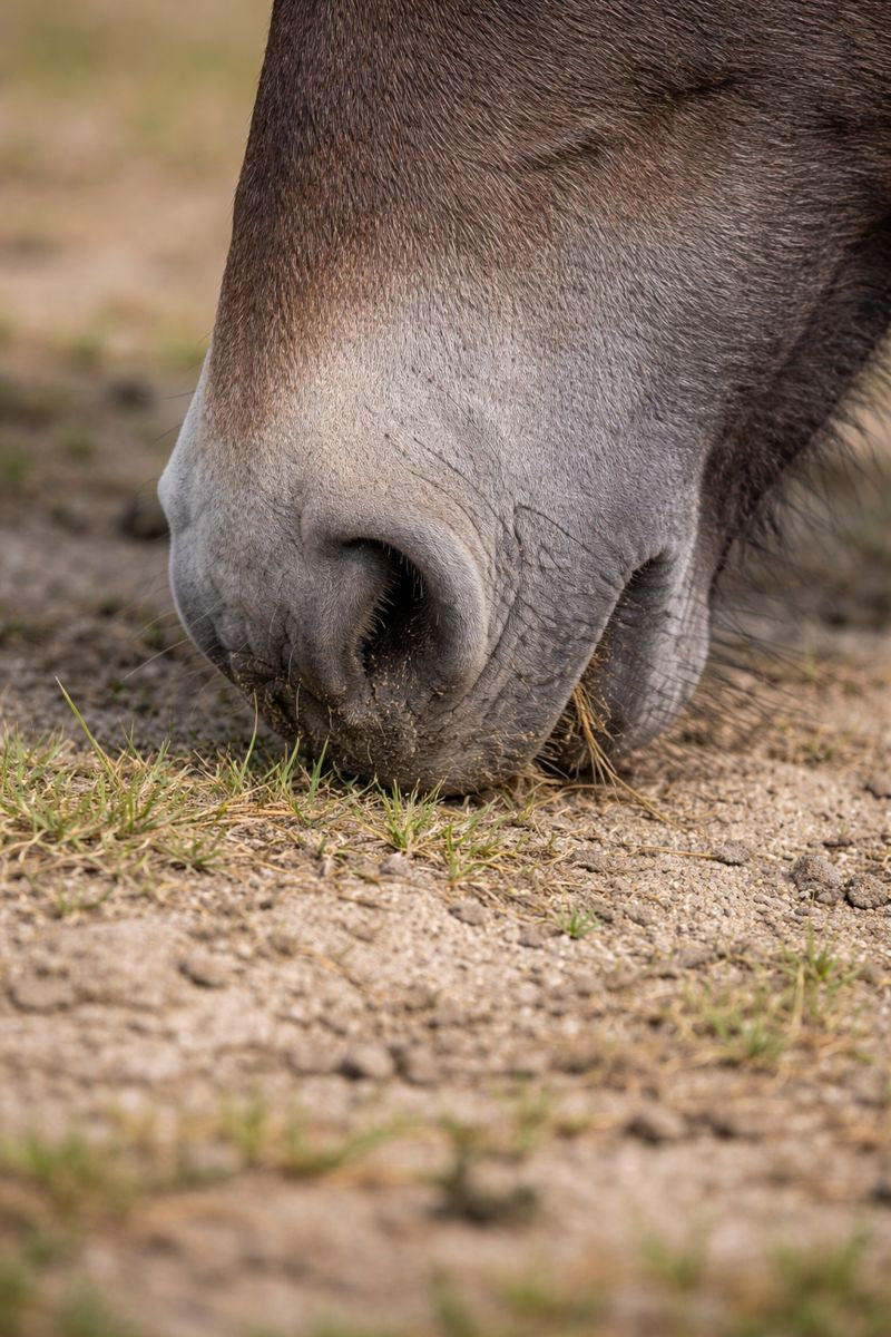 Zandkoliek voorkomen bij je mini, shet of pony?