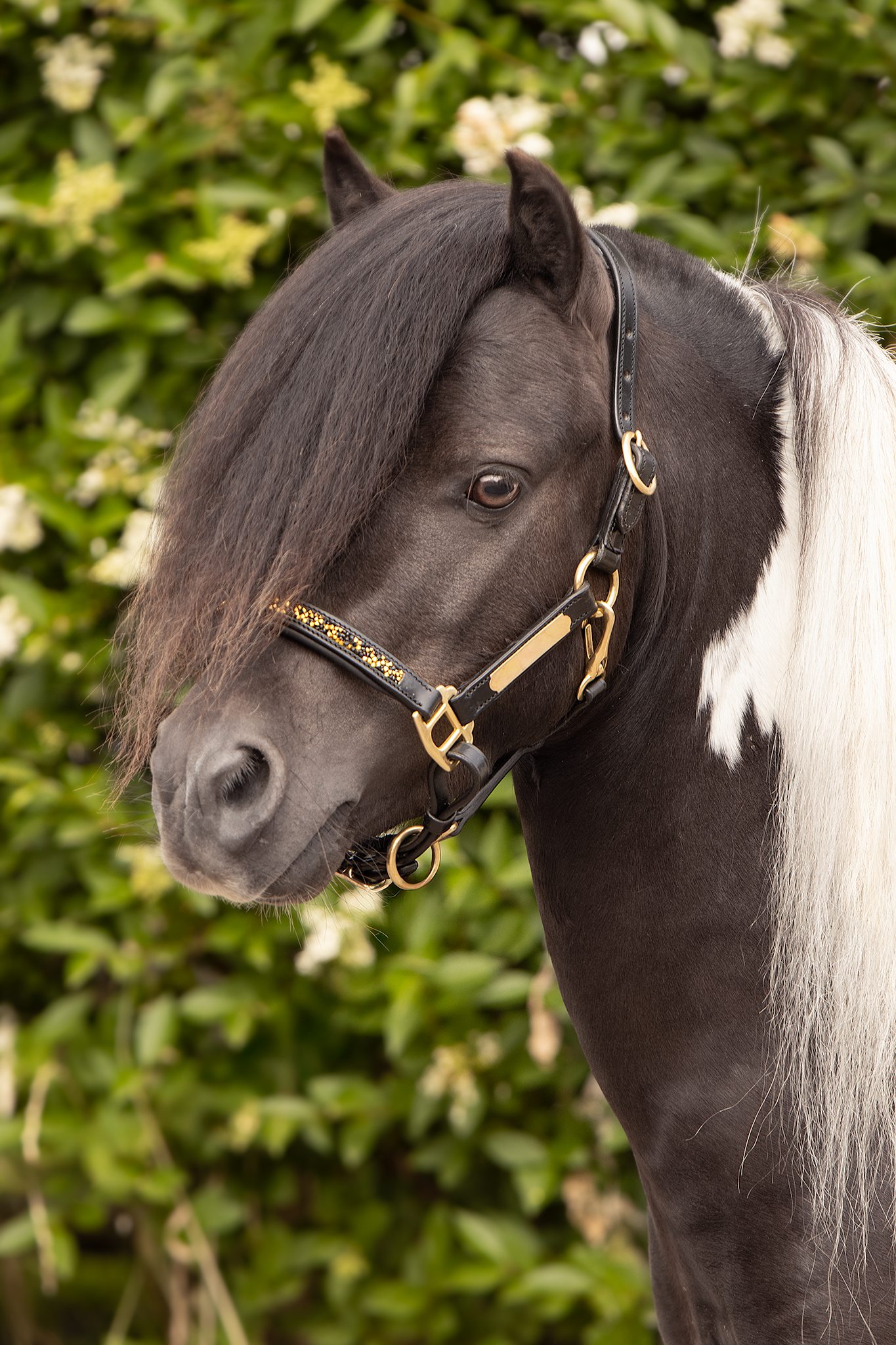 Halsters & lijnen paard