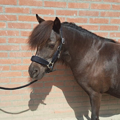 *HB Leather halter 'Velvet'