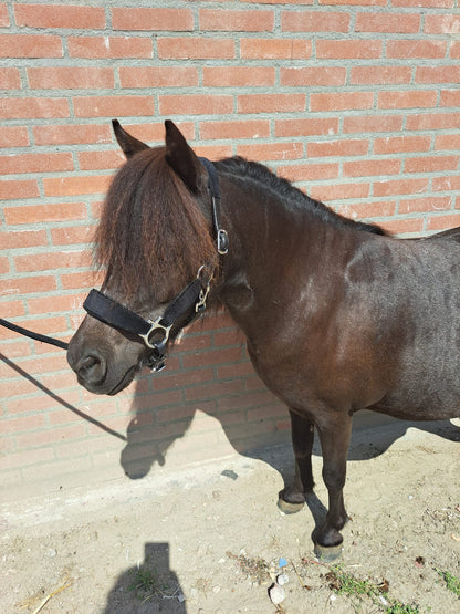 *HB Leather halter 'Velvet'