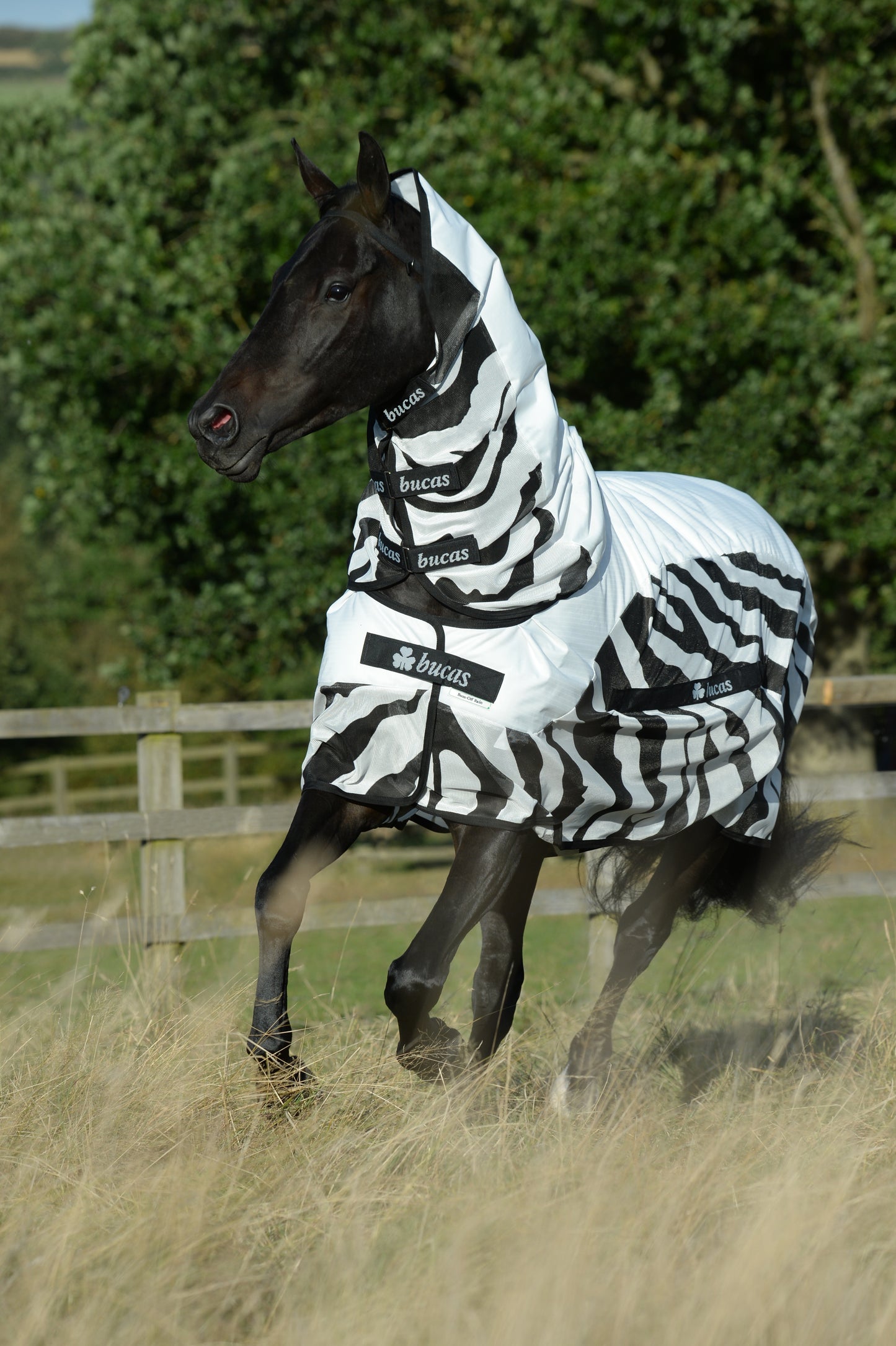 Bucas Buzz Off Rain Zebra & Neck pony