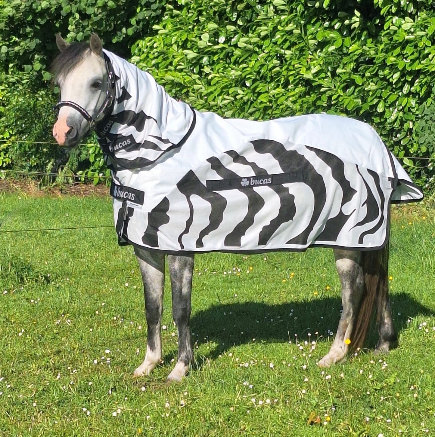 Bucas Buzz Off Rain Zebra & Neck pony