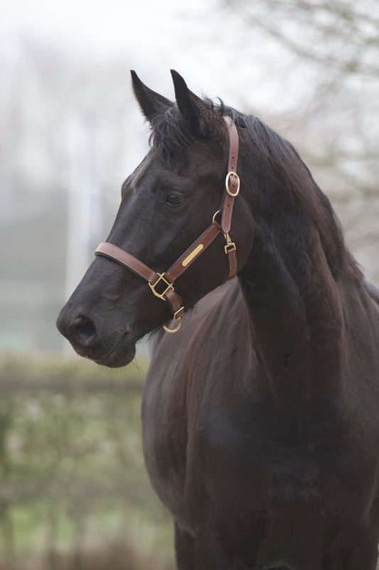 TiCi luxury leather halter "Classy" with name tag