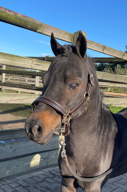 TiCi luxe lederen halster "Pierre"