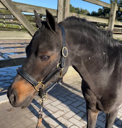 TiCi luxe lederen halster "Pierre"