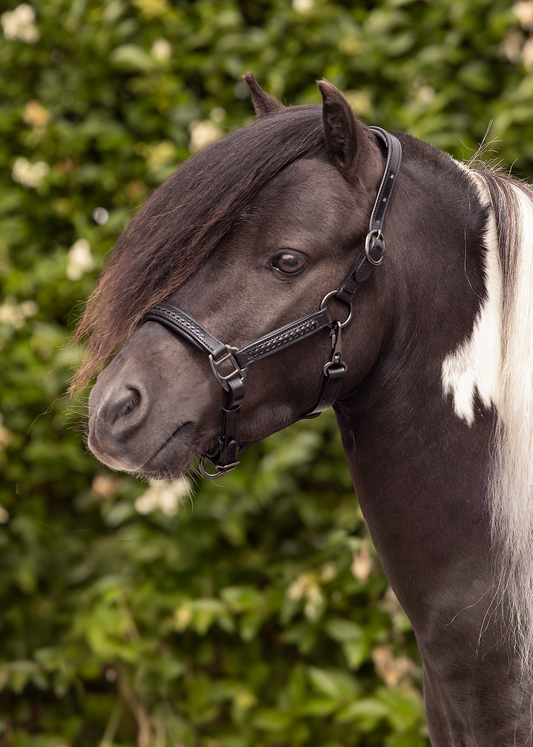 TiCi luxe lederen halster "Braided Black"
