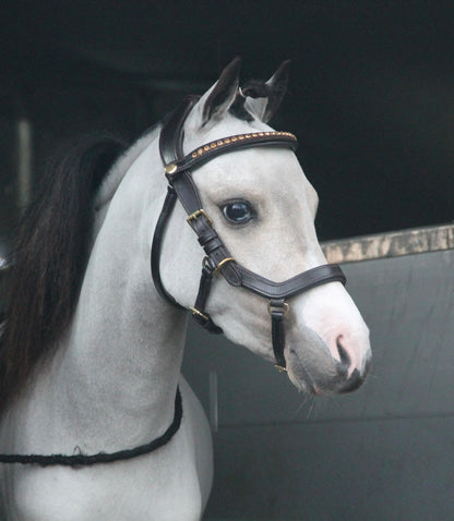 TiCi anatomisch hoofdstel "Dream"