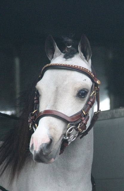 TiCi anatomisch hoofdstel "Dream"