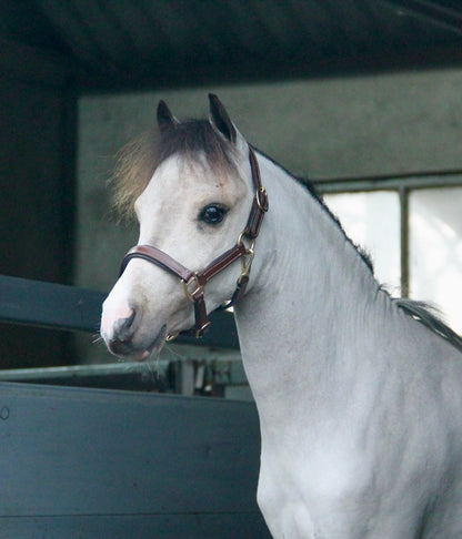 TiCi luxe lederen halster "Pierre"