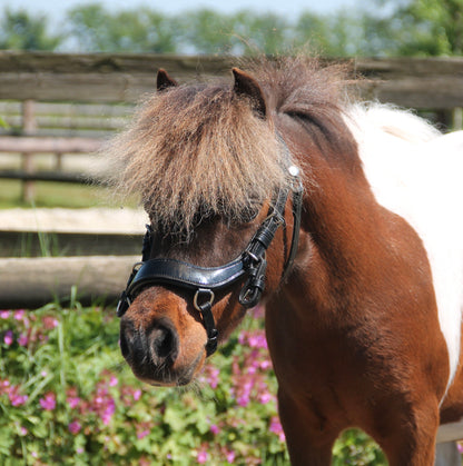 TiCi anatomisch hoofdstel "Dream" lakleder