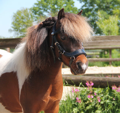 TiCi anatomisch hoofdstel "Dream" lakleder