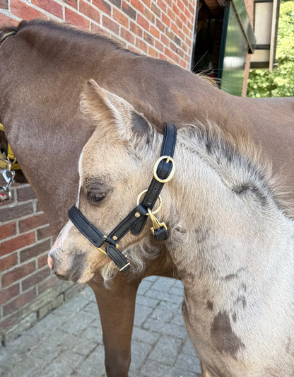 TiCi luxe softlederen mini veulen halster