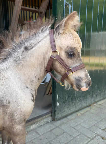 TiCi luxe softlederen mini veulen halster