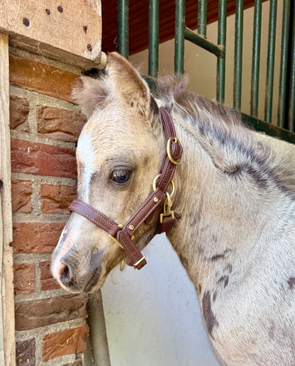 TiCi luxe softlederen mini veulen halster