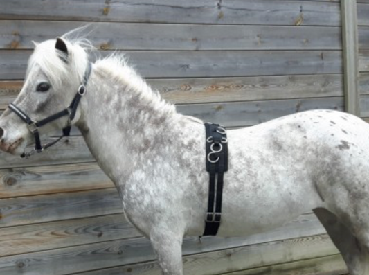 HB Longeersingel little