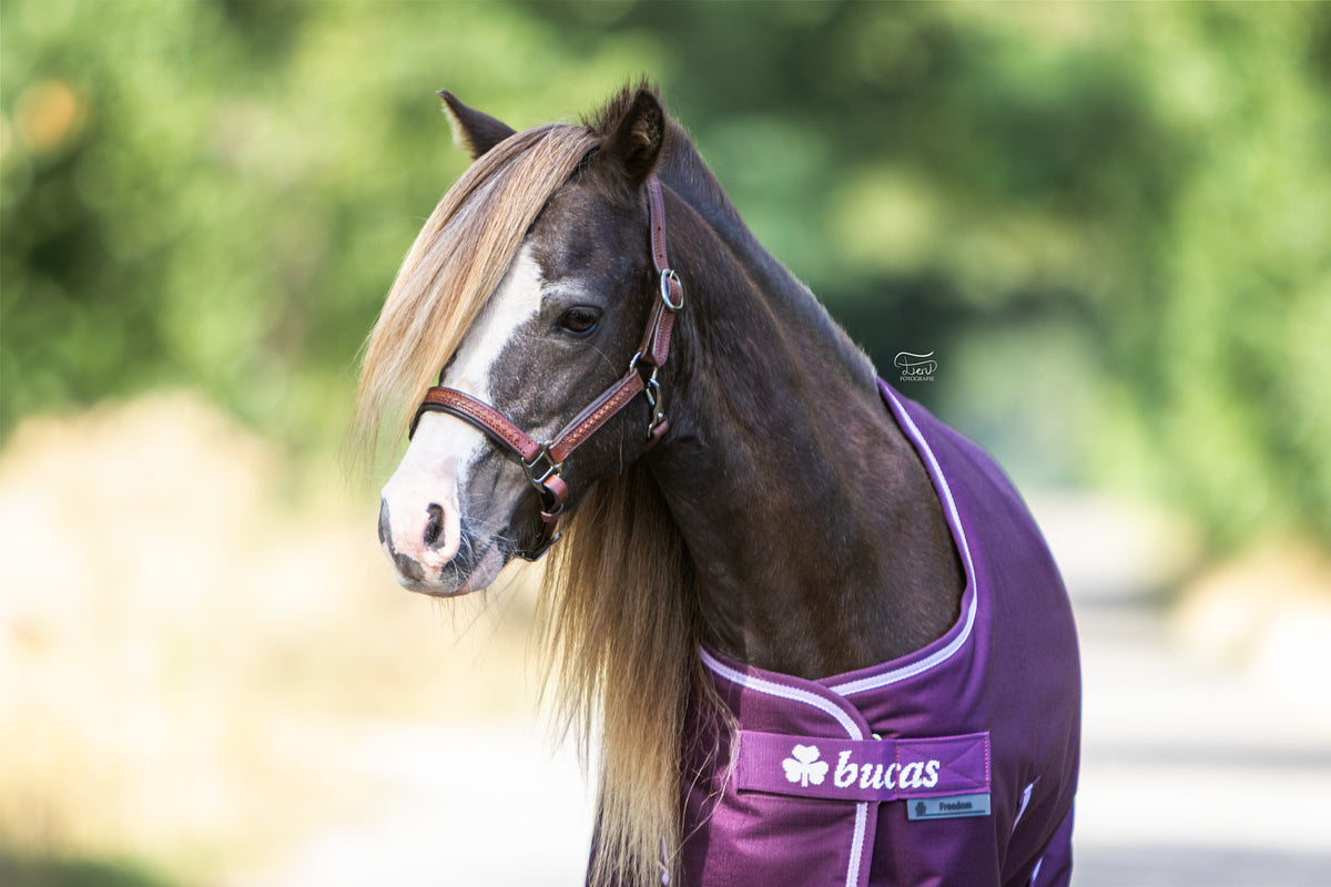 TiCi luxe lederen halster "Braided Black"