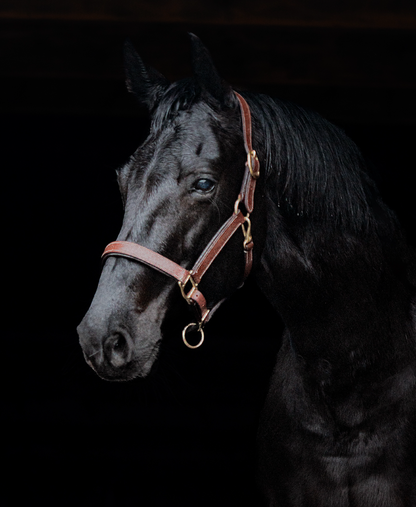 TiCi luxe lederen halster "Pierre"