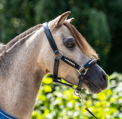 TiCi luxe lederen halster met bling "Valeria"