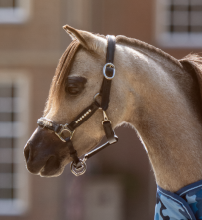 TiCi luxe lederen halster met bling "Valeria"