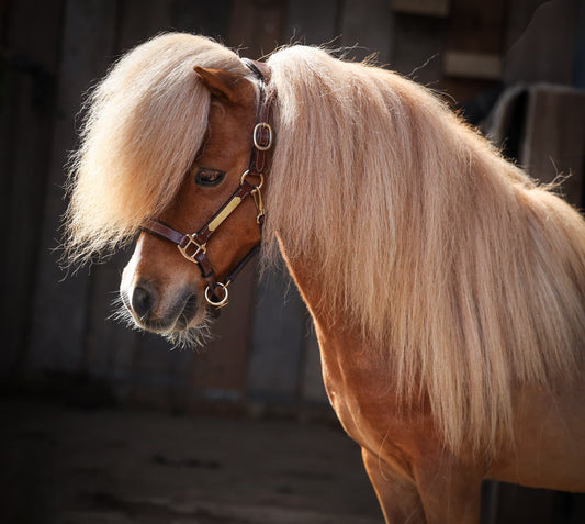 TiCi luxe anatomisch lederen halster "Bunga" met naamplaatje
