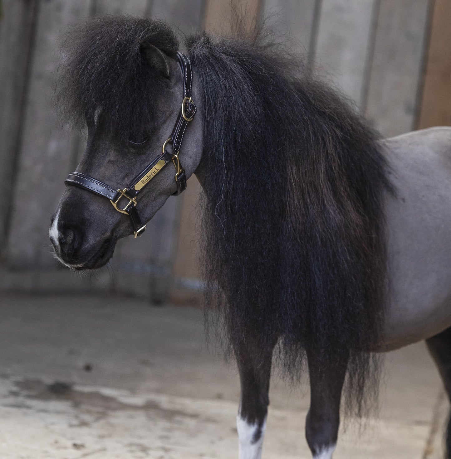 TiCi luxe lederen halster "Classy" met naamplaatje