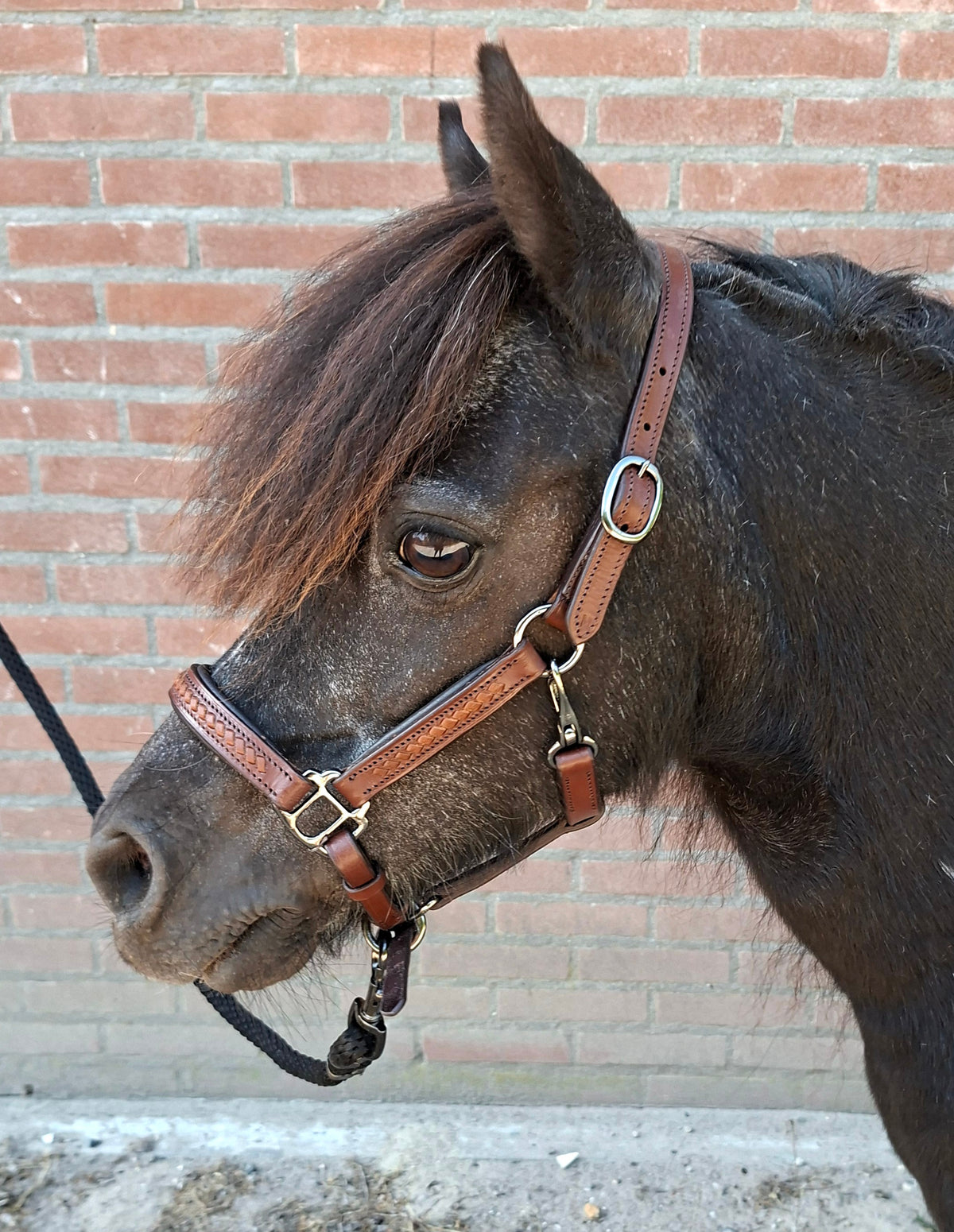TiCi luxe lederen halster "Braided Black"